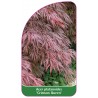 acer-platanoides-crimson-queen-1