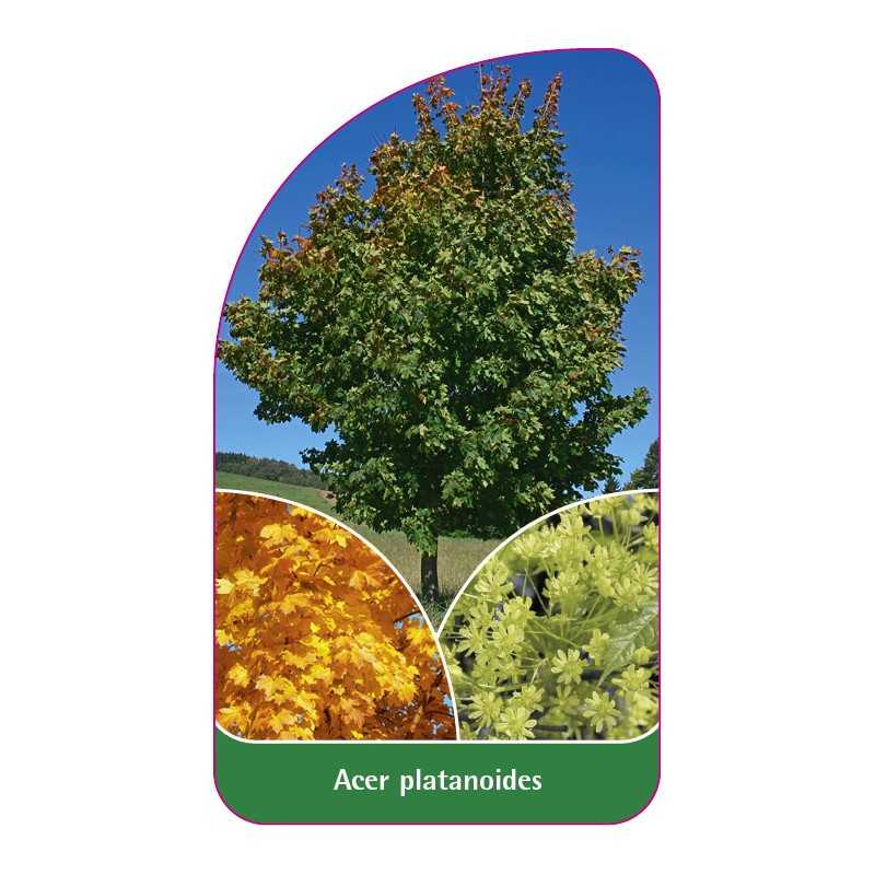 acer-platanoides1