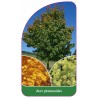 acer-platanoides1