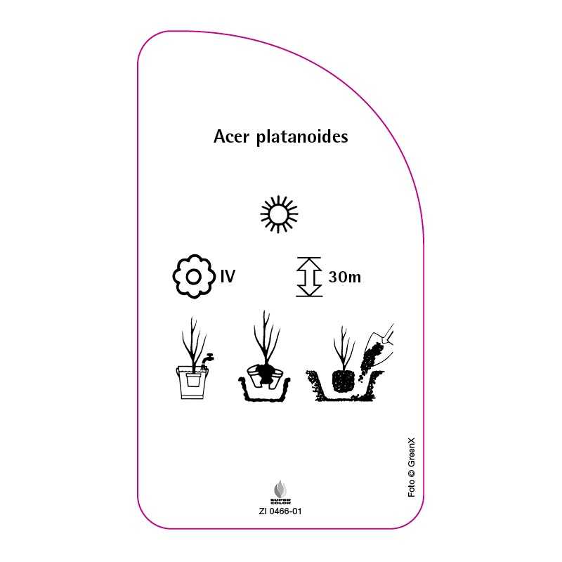 acer-platanoides0