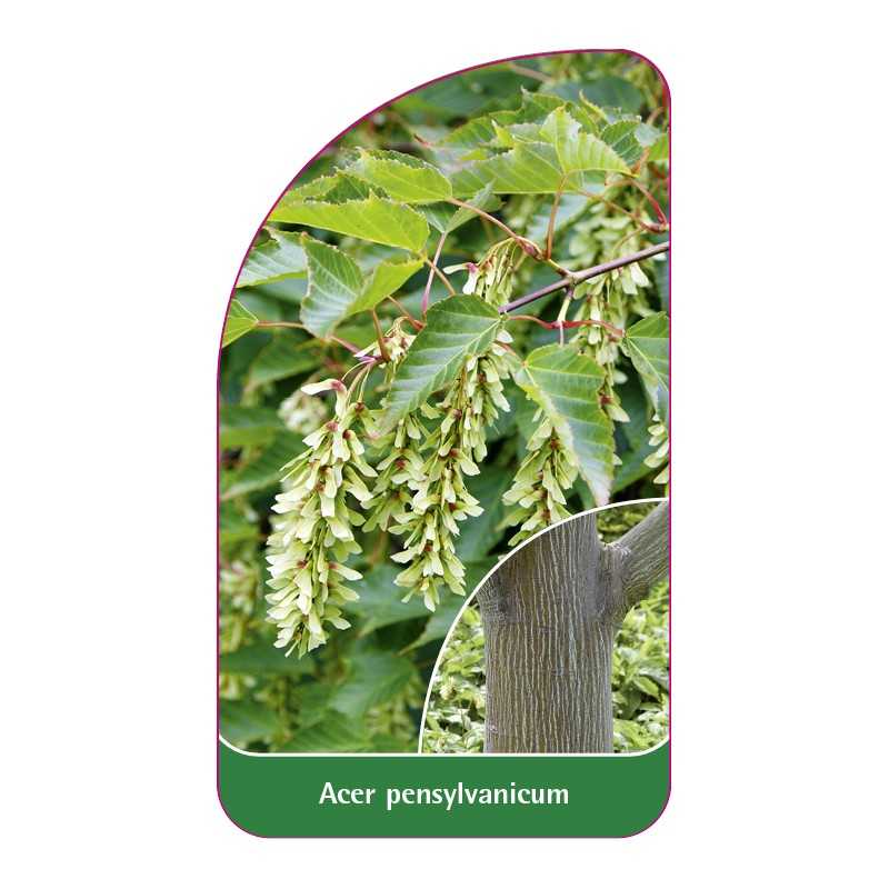 acer-pensylvanicum1