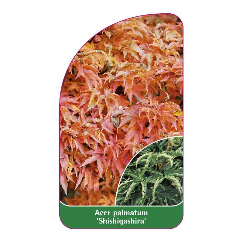 acer-palmatum-shishigashira-1