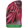 acer-palmatum-shaina-1