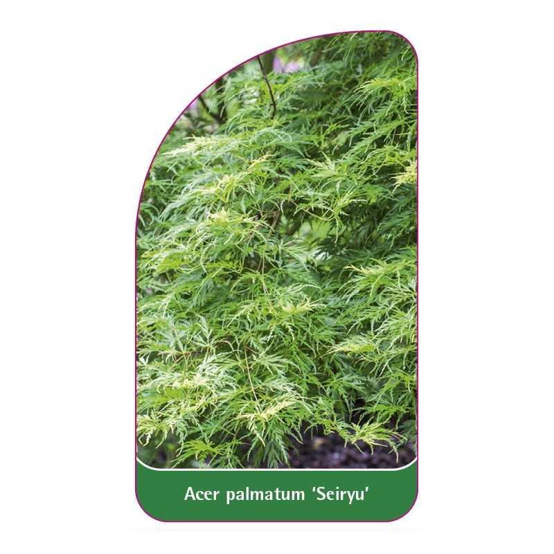 acer-palmatum-seiryu-a1