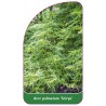 acer-palmatum-seiryu-a1