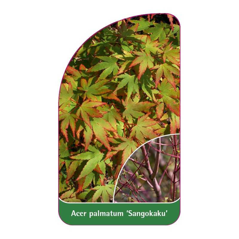 acer-palmatum-sangokaku-1