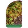 acer-palmatum-sangokaku-1