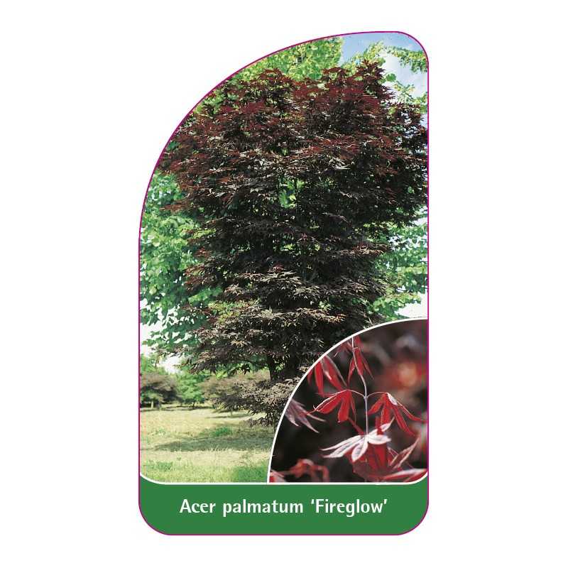 acer-palmatum-fireglow-1