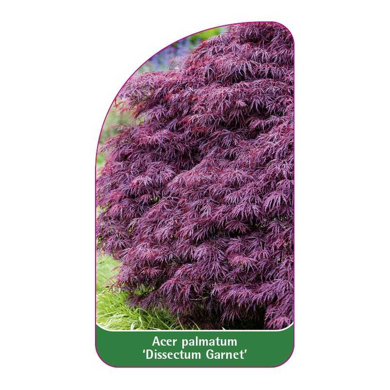 acer-palmatum-dissectum-garnet-1