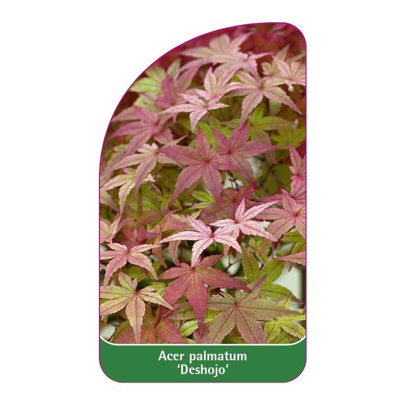 acer-palmatum-deshojo-1