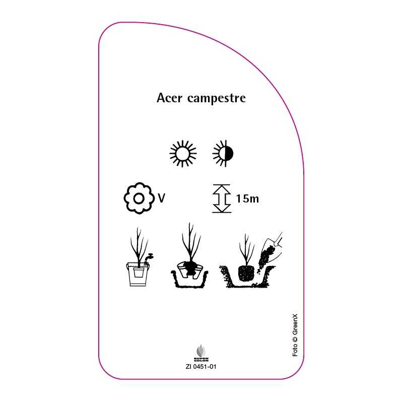 acer-campestre0