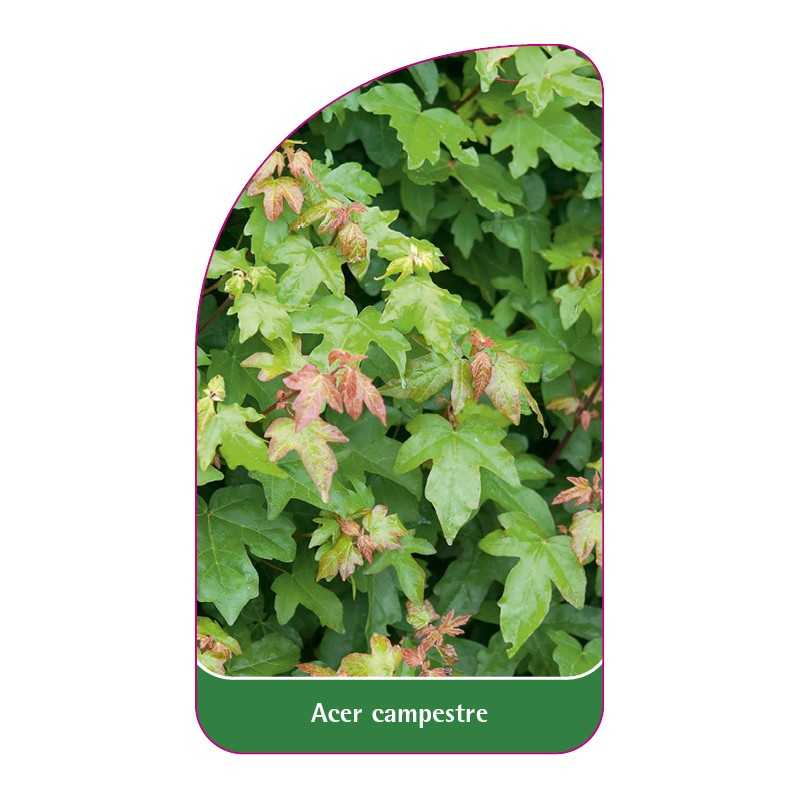 acer-campestre1