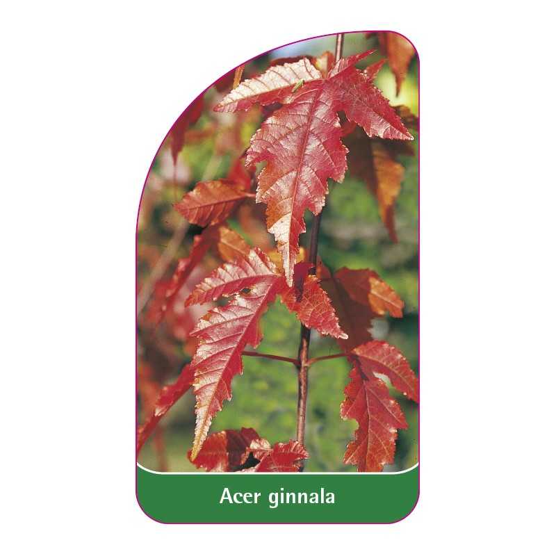 acer-ginnala1