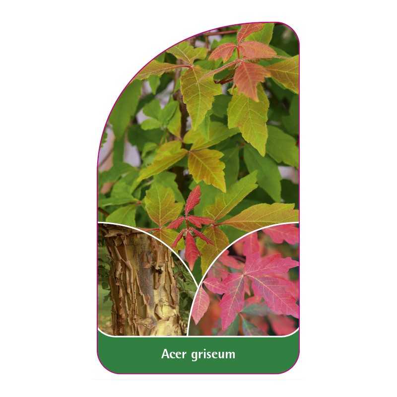 acer-griseum1