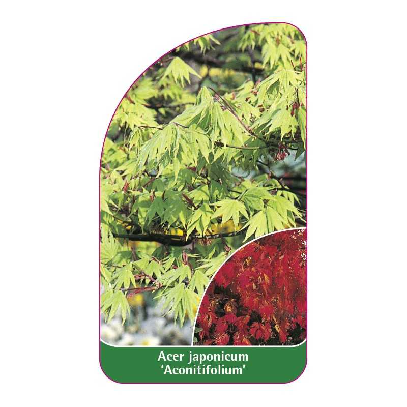 acer-japonicum-aconitifolium-1