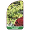 acer-japonicum-aconitifolium-1