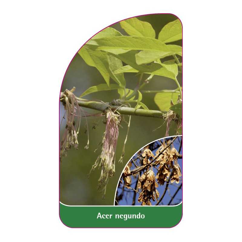 acer-negundo1