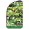 acer-negundo-kellys-gold1