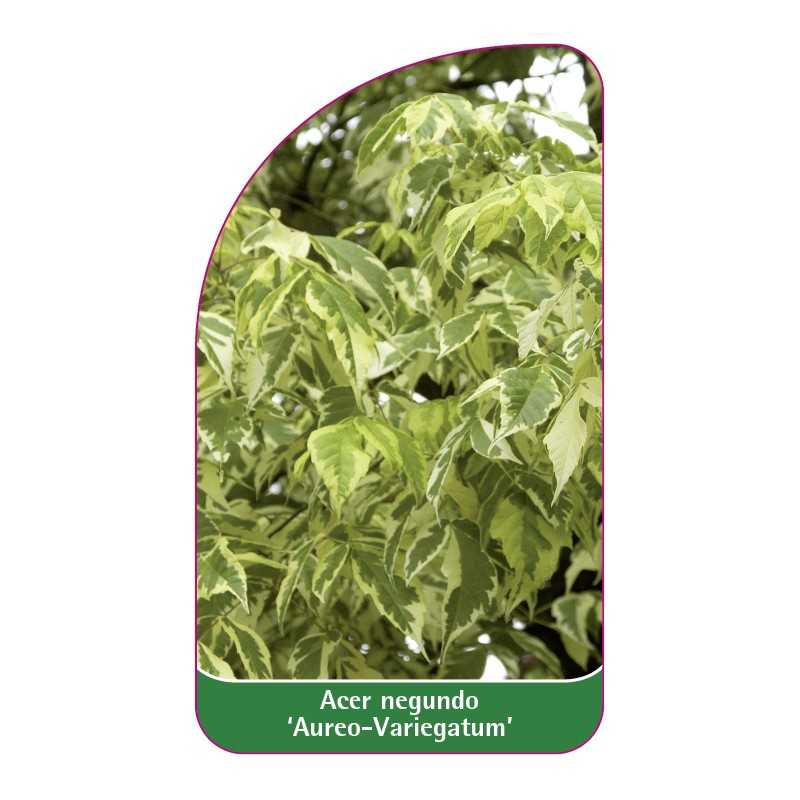 acer-negundo-aurea-variegatum-1