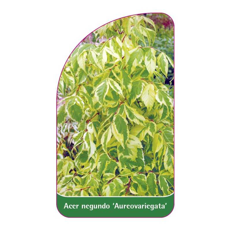 acer-negundo-aureovariegatum-1