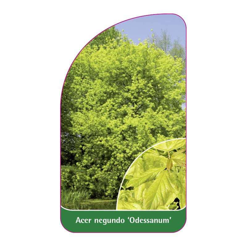 acer-negundo-odessanum-1