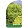 acer-negundo-odessanum-1