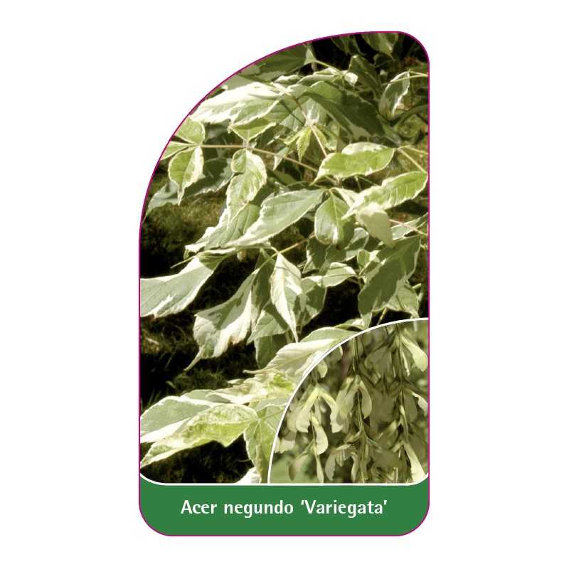 acer-negundo-variegata-1