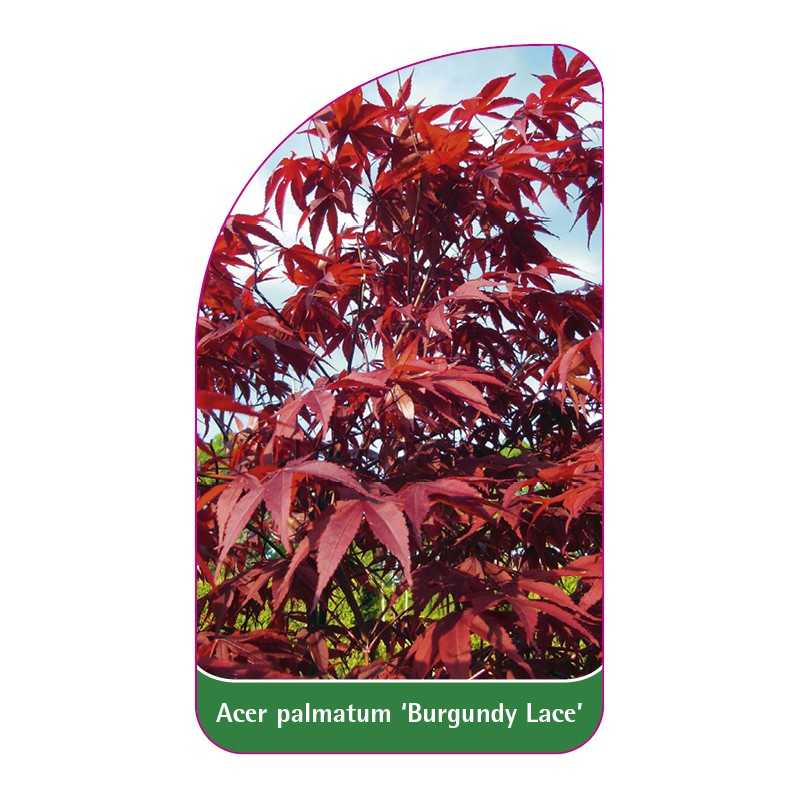 acer-palmatum-burgundy-lace-1