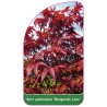 acer-palmatum-burgundy-lace-1