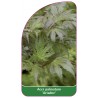 acer-palmatum-ariadne-1