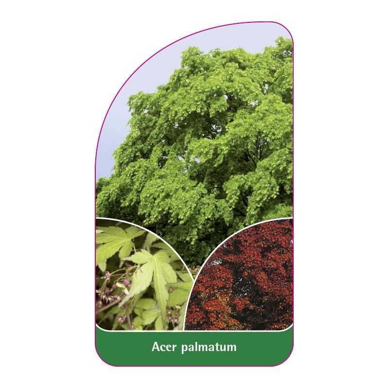 acer-palmatum1