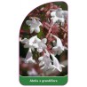 abelia-x-grandiflora1