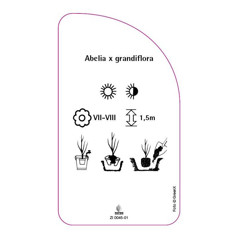 abelia-x-grandiflora0