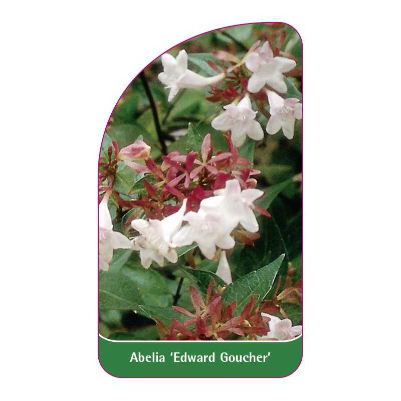 abelia-edward-goucher-1