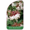 abelia-edward-goucher-1