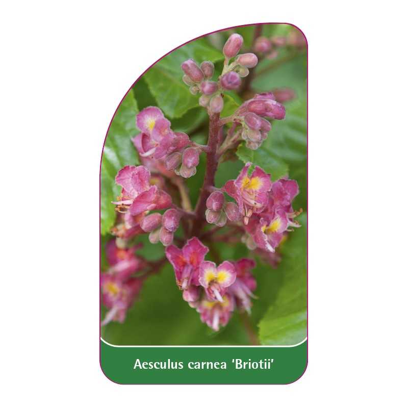 aesculus-carnea-briotii-1