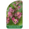 aesculus-carnea-briotii-1