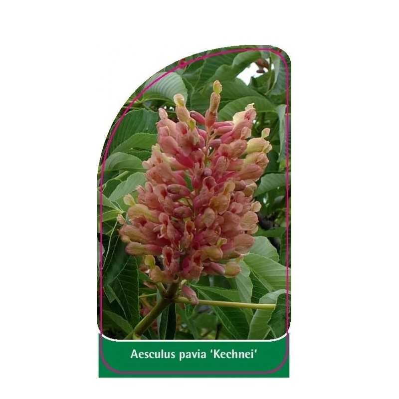 aesculus-pavia-kechnei-1