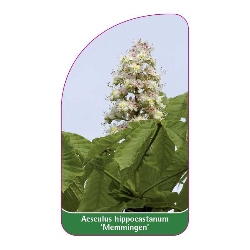 aesculus-hippocastanum-memmingen-1