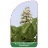 aesculus-hippocastanum-memmingen-1