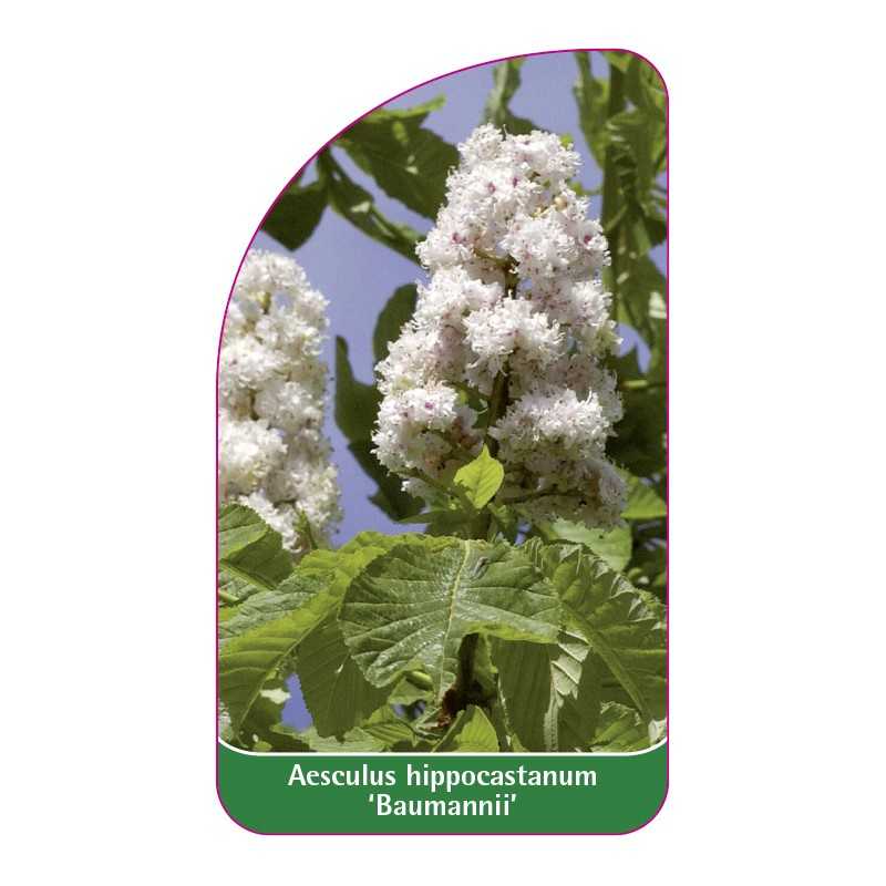 aesculus-hippocastanum-baumannii-1