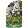 aesculus-hippocastanum-baumannii-1