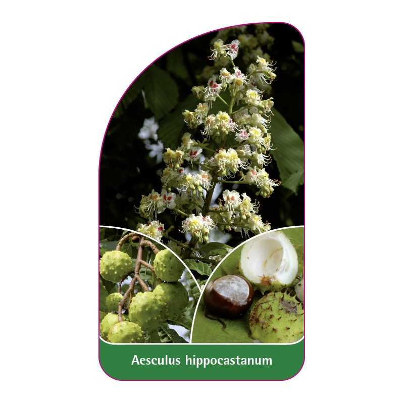 aesculus-hippocastanum1