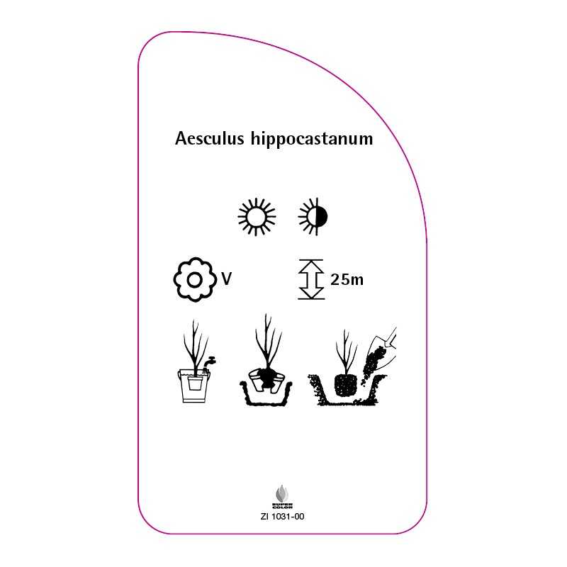 aesculus-hippocastanum0