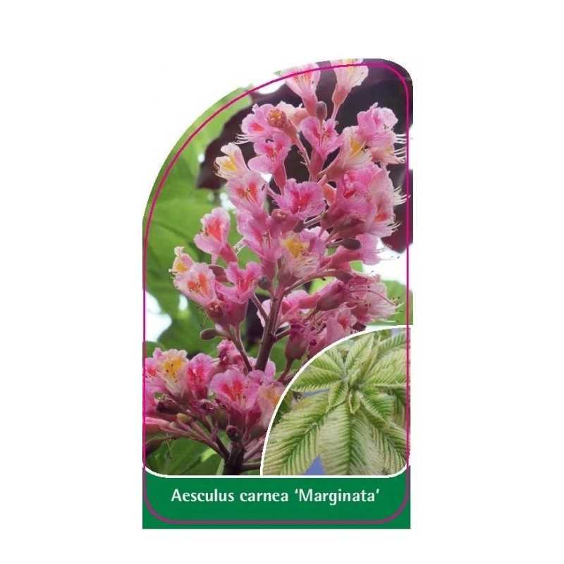 aesculus-carnea-marginata-1