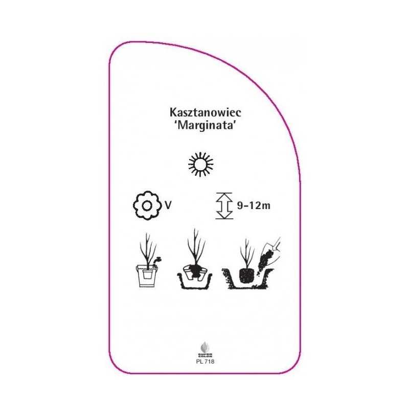 aesculus-carnea-marginata-0