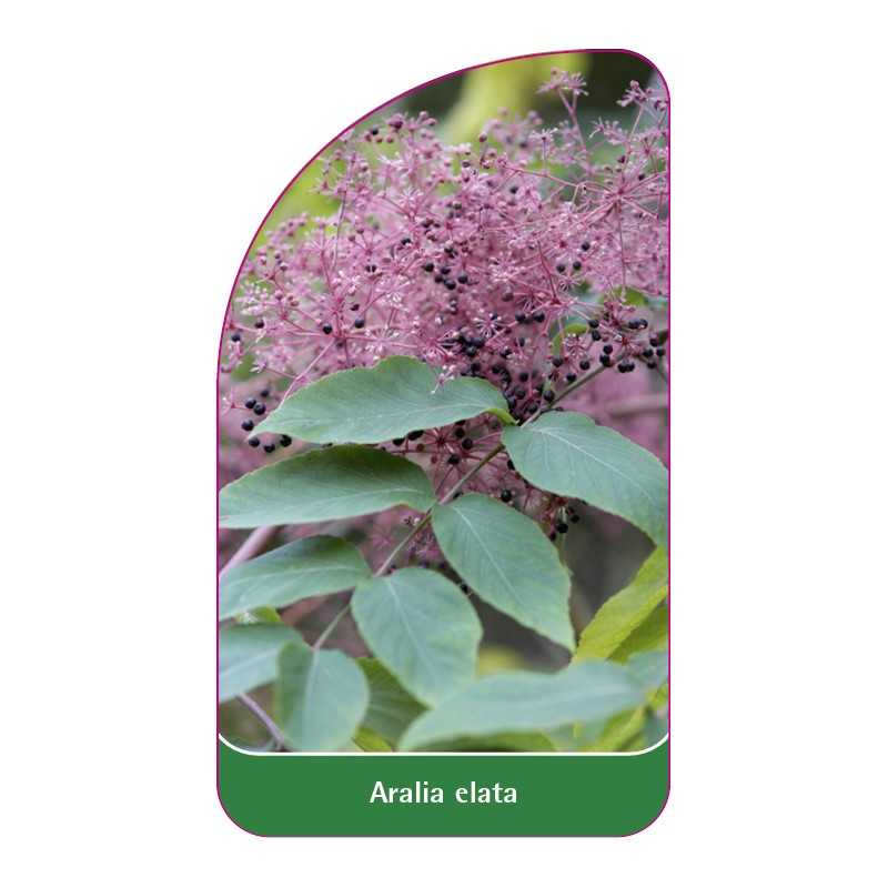 aralia-elata1