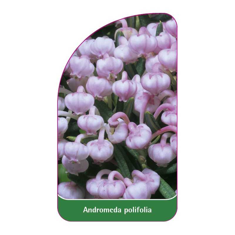 andromeda-polifolia1