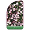 andromeda-polifolia-compacta-1