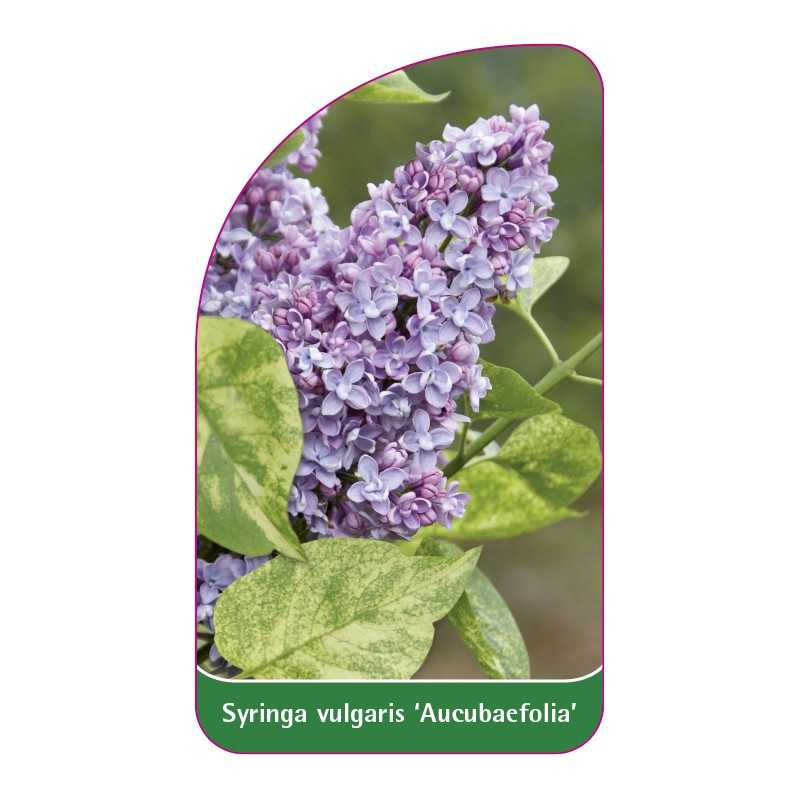 syringa-vulgaris-aucubaefolia-standard1